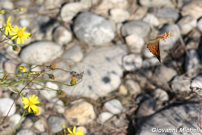 La vita in un fiore (Senecio inaequidens)